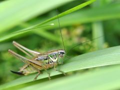 Metrioptera roeselii